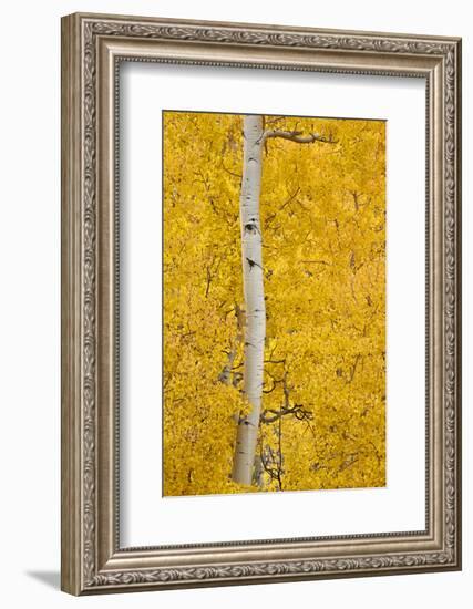 Yellow Aspen in the Fall, Uncompahgre National Forest, Colorado, Usa-James Hager-Framed Photographic Print