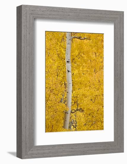 Yellow Aspen in the Fall, Uncompahgre National Forest, Colorado, Usa-James Hager-Framed Photographic Print