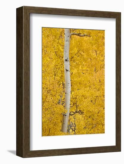 Yellow Aspen in the Fall, Uncompahgre National Forest, Colorado, Usa-James Hager-Framed Photographic Print