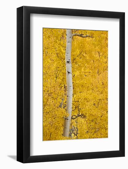 Yellow Aspen in the Fall, Uncompahgre National Forest, Colorado, Usa-James Hager-Framed Photographic Print