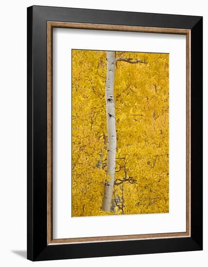 Yellow Aspen in the Fall, Uncompahgre National Forest, Colorado, Usa-James Hager-Framed Photographic Print