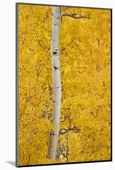 Yellow Aspen in the Fall, Uncompahgre National Forest, Colorado, Usa-James Hager-Mounted Photographic Print