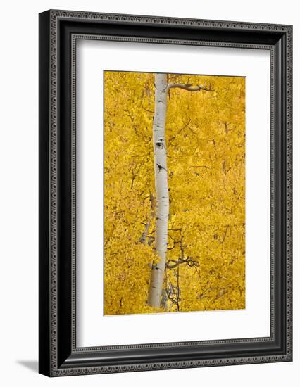 Yellow Aspen in the Fall, Uncompahgre National Forest, Colorado, Usa-James Hager-Framed Photographic Print