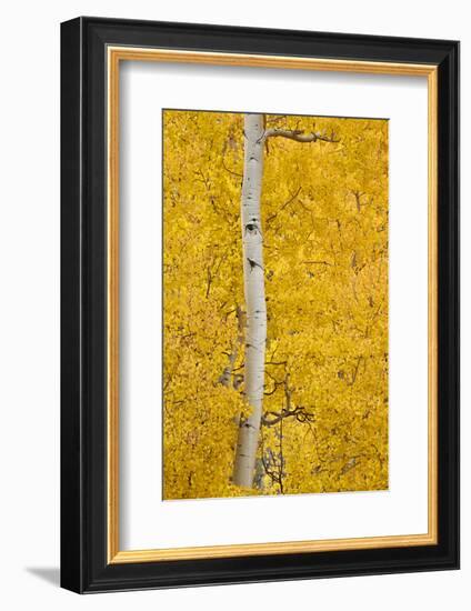 Yellow Aspen in the Fall, Uncompahgre National Forest, Colorado, Usa-James Hager-Framed Photographic Print