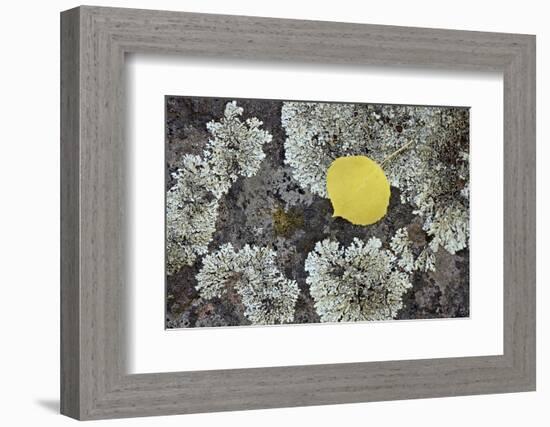 Yellow Aspen Leaf on a Lichen-Covered Rock in the Fall-James Hager-Framed Photographic Print