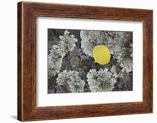 Yellow Aspen Leaf on a Lichen-Covered Rock in the Fall-James Hager-Framed Photographic Print