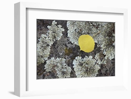 Yellow Aspen Leaf on a Lichen-Covered Rock in the Fall-James Hager-Framed Photographic Print