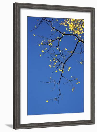 Yellow Aspen Leaves Against a Blue Sky in the Fall, Grand Mesa National Forest, Colorado, Usa-James Hager-Framed Photographic Print