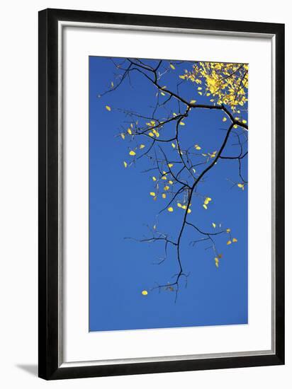 Yellow Aspen Leaves Against a Blue Sky in the Fall, Grand Mesa National Forest, Colorado, Usa-James Hager-Framed Photographic Print
