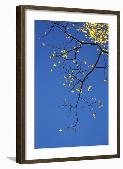 Yellow Aspen Leaves Against a Blue Sky in the Fall, Grand Mesa National Forest, Colorado, Usa-James Hager-Framed Photographic Print