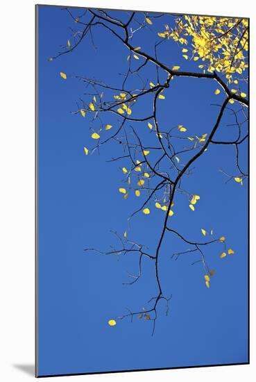 Yellow Aspen Leaves Against a Blue Sky in the Fall, Grand Mesa National Forest, Colorado, Usa-James Hager-Mounted Photographic Print