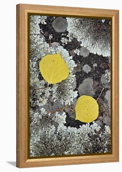 Yellow Aspen Leaves on a Lichen-Covered Rock in the Fall-James Hager-Framed Premier Image Canvas