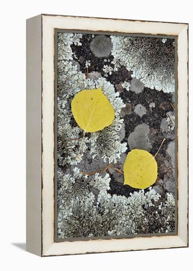 Yellow Aspen Leaves on a Lichen-Covered Rock in the Fall-James Hager-Framed Premier Image Canvas