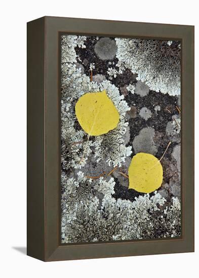 Yellow Aspen Leaves on a Lichen-Covered Rock in the Fall-James Hager-Framed Premier Image Canvas