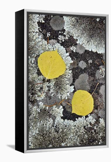 Yellow Aspen Leaves on a Lichen-Covered Rock in the Fall-James Hager-Framed Premier Image Canvas