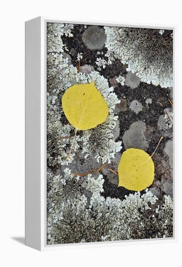 Yellow Aspen Leaves on a Lichen-Covered Rock in the Fall-James Hager-Framed Premier Image Canvas