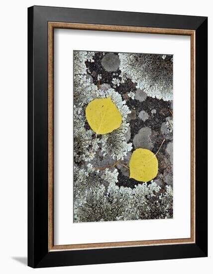 Yellow Aspen Leaves on a Lichen-Covered Rock in the Fall-James Hager-Framed Photographic Print