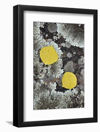 Yellow Aspen Leaves on a Lichen-Covered Rock in the Fall-James Hager-Framed Photographic Print