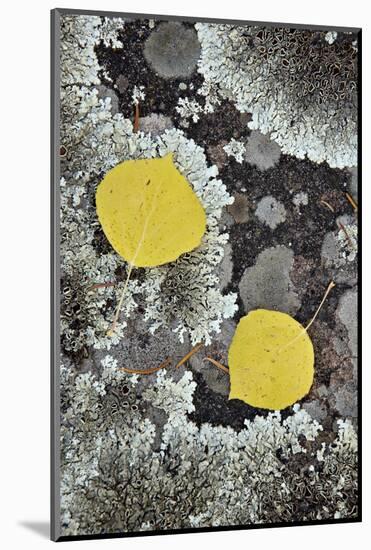 Yellow Aspen Leaves on a Lichen-Covered Rock in the Fall-James Hager-Mounted Photographic Print