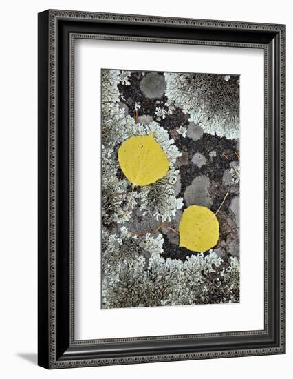 Yellow Aspen Leaves on a Lichen-Covered Rock in the Fall-James Hager-Framed Photographic Print