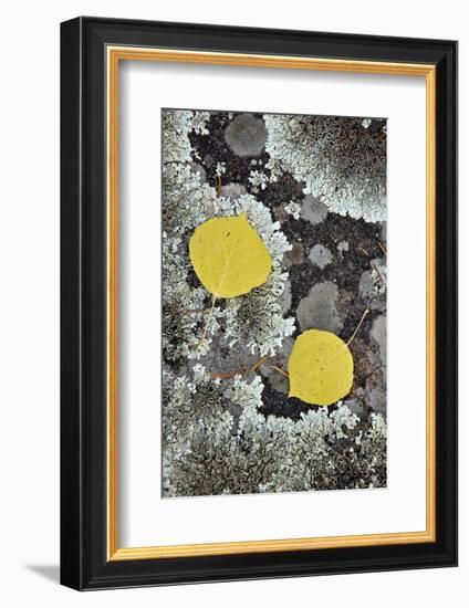 Yellow Aspen Leaves on a Lichen-Covered Rock in the Fall-James Hager-Framed Photographic Print