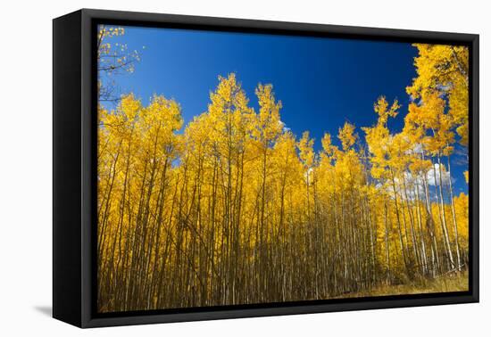 Yellow Aspen Trees Contrast Blue Sky Background-deberarr-Framed Premier Image Canvas