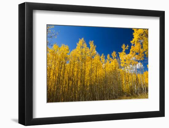 Yellow Aspen Trees Contrast Blue Sky Background-deberarr-Framed Photographic Print