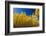 Yellow Aspen Trees Contrast Blue Sky Background-deberarr-Framed Photographic Print