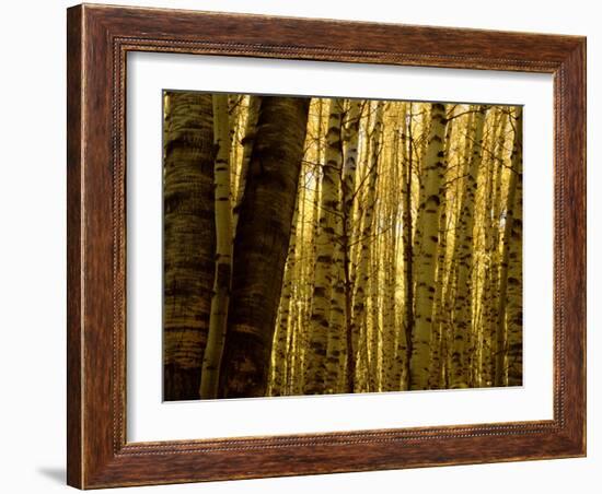 Yellow Aspen Trees on Kebler Pass, Crested Butte, Colorado, USA-Cindy Miller Hopkins-Framed Photographic Print