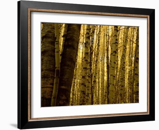 Yellow Aspen Trees on Kebler Pass, Crested Butte, Colorado, USA-Cindy Miller Hopkins-Framed Photographic Print