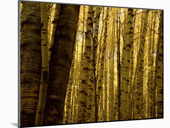 Yellow Aspen Trees on Kebler Pass, Crested Butte, Colorado, USA-Cindy Miller Hopkins-Mounted Photographic Print