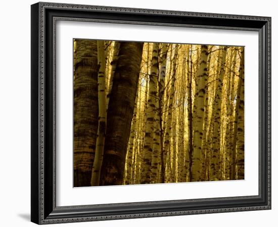 Yellow Aspen Trees on Kebler Pass, Crested Butte, Colorado, USA-Cindy Miller Hopkins-Framed Photographic Print