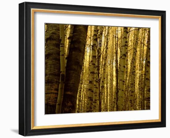 Yellow Aspen Trees on Kebler Pass, Crested Butte, Colorado, USA-Cindy Miller Hopkins-Framed Photographic Print