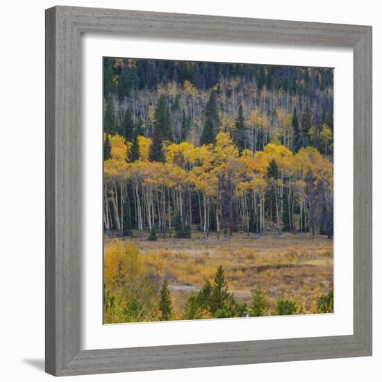 Yellow Aspens Along Treeline in Rocky Mountain National Park, Colorado-Anna Miller-Framed Photographic Print