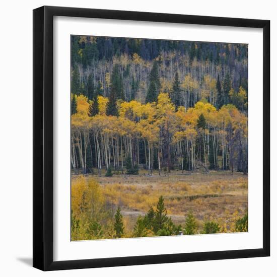 Yellow Aspens Along Treeline in Rocky Mountain National Park, Colorado-Anna Miller-Framed Photographic Print