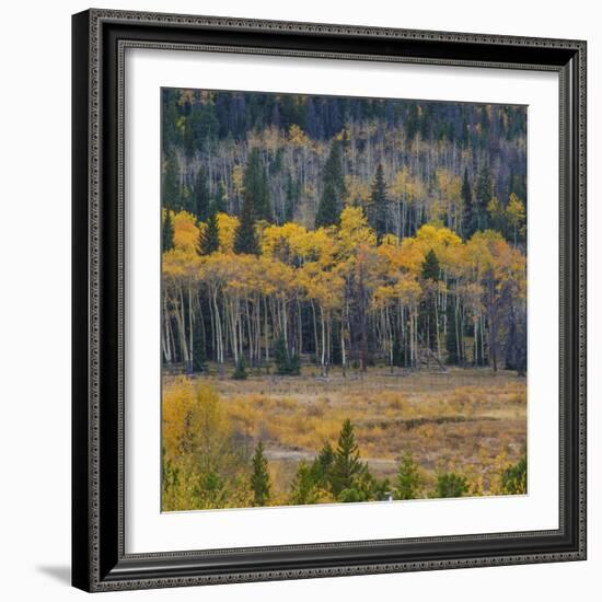 Yellow Aspens Along Treeline in Rocky Mountain National Park, Colorado-Anna Miller-Framed Photographic Print