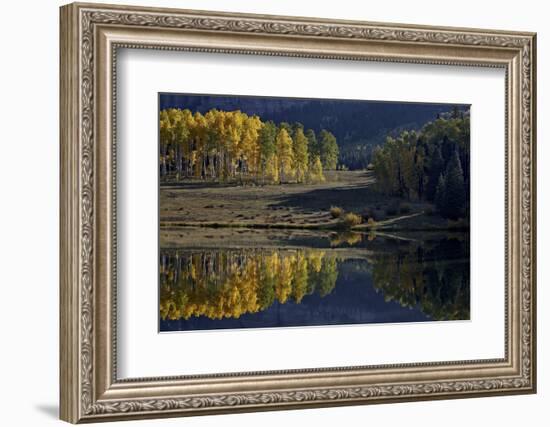 Yellow Aspens Among Evergreens in the Fall Reflected in a Lake-James Hager-Framed Photographic Print