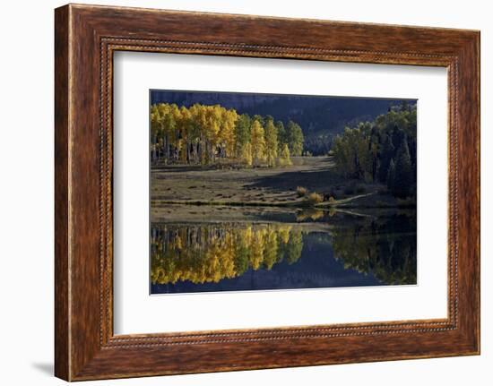 Yellow Aspens Among Evergreens in the Fall Reflected in a Lake-James Hager-Framed Photographic Print