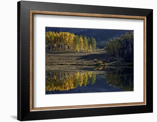 Yellow Aspens Among Evergreens in the Fall Reflected in a Lake-James Hager-Framed Photographic Print