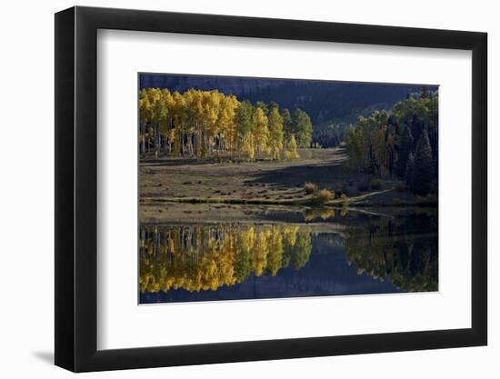 Yellow Aspens Among Evergreens in the Fall Reflected in a Lake-James Hager-Framed Photographic Print