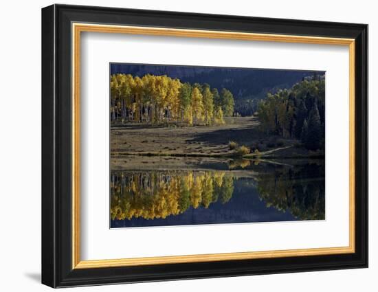 Yellow Aspens Among Evergreens in the Fall Reflected in a Lake-James Hager-Framed Photographic Print