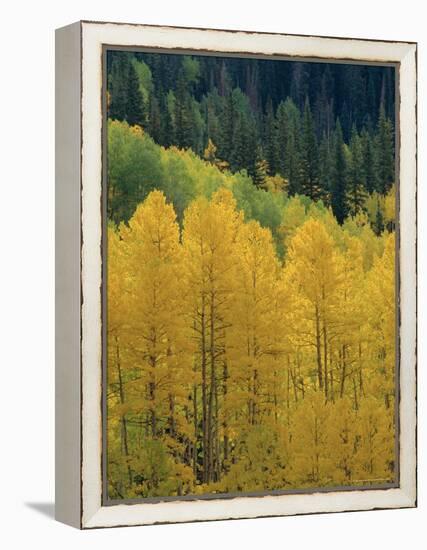 Yellow Aspens, Colorado, USA-Jean Brooks-Framed Premier Image Canvas