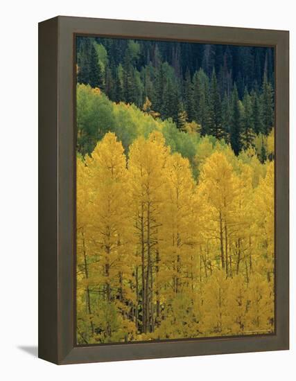 Yellow Aspens, Colorado, USA-Jean Brooks-Framed Premier Image Canvas