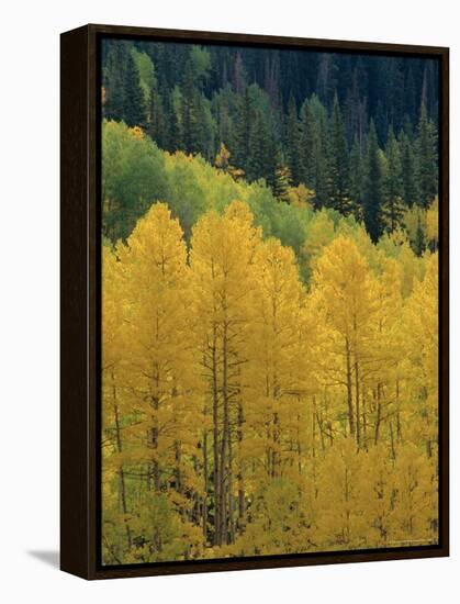 Yellow Aspens, Colorado, USA-Jean Brooks-Framed Premier Image Canvas