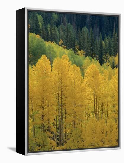 Yellow Aspens, Colorado, USA-Jean Brooks-Framed Premier Image Canvas