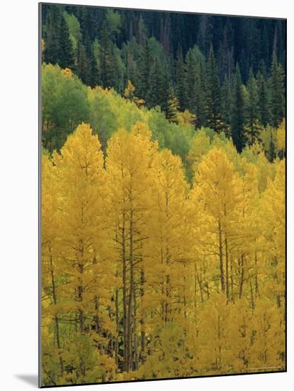 Yellow Aspens, Colorado, USA-Jean Brooks-Mounted Photographic Print