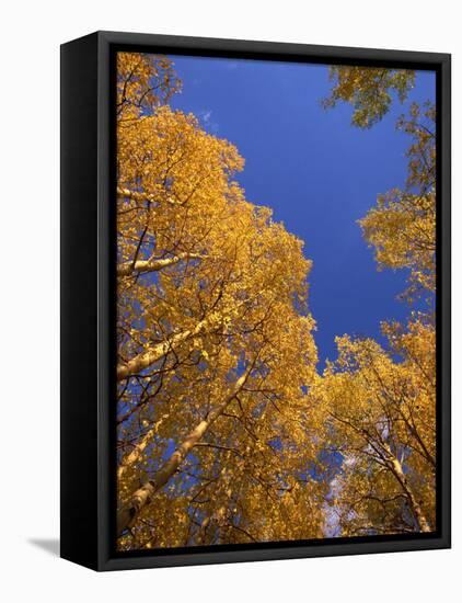Yellow Aspens in the Fall, Colorado, United States of America, North America-Jean Brooks-Framed Premier Image Canvas