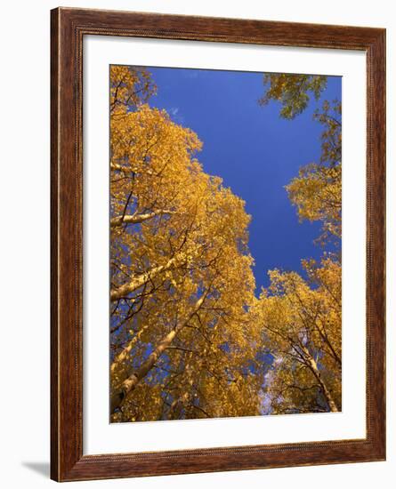 Yellow Aspens in the Fall, Colorado, United States of America, North America-Jean Brooks-Framed Photographic Print