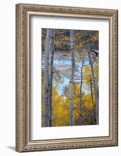 Yellow Autumn Leaves on Turquoise Aspen Waters, Silver Jack Reservoir, Uncompahgre National Forest-Judith Zimmerman-Framed Photographic Print