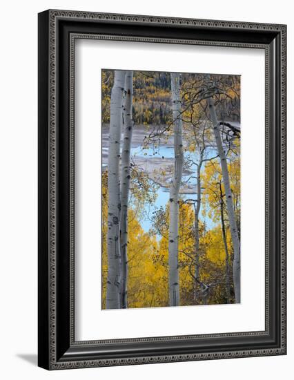 Yellow Autumn Leaves on Turquoise Aspen Waters, Silver Jack Reservoir, Uncompahgre National Forest-Judith Zimmerman-Framed Photographic Print